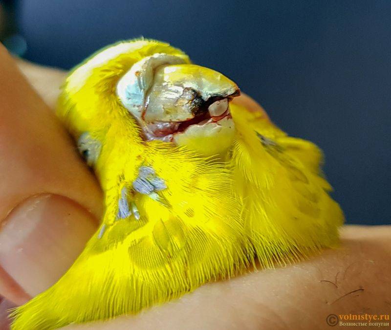 Как правильно подрезать клюв волнистому попугаю