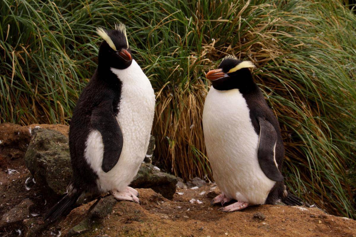 Пингвины: все самое интересное о повадках, образе жизни