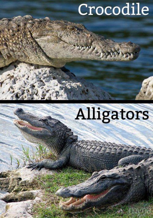 Кто опаснее крокодил или аллигатор. разница между крокодилом и аллигатором