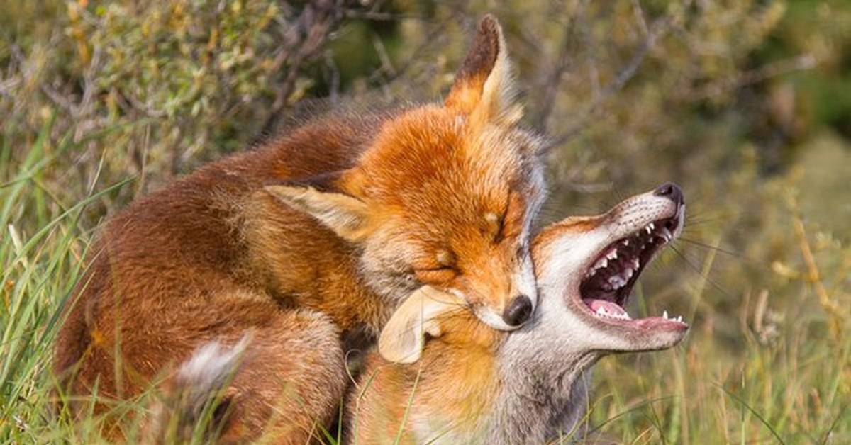 ᐉ как кричат лисы – лисица лает или воет - zoomanji.ru