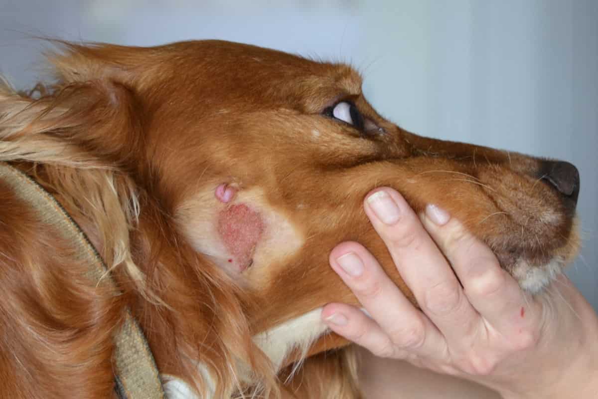 Подкожный клещ у собак: симптомы и лечение в домашних условиях