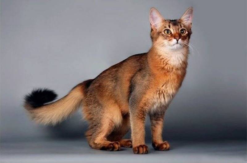 Сомалийская кошка: описание внешности и характера длинношерстной породы, правила ухода, содержания (150 фото сомалийской породы)