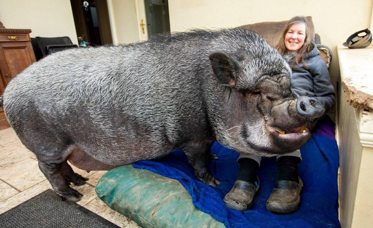 Самые большие свиньи: топ-10 наиболее крупных пород