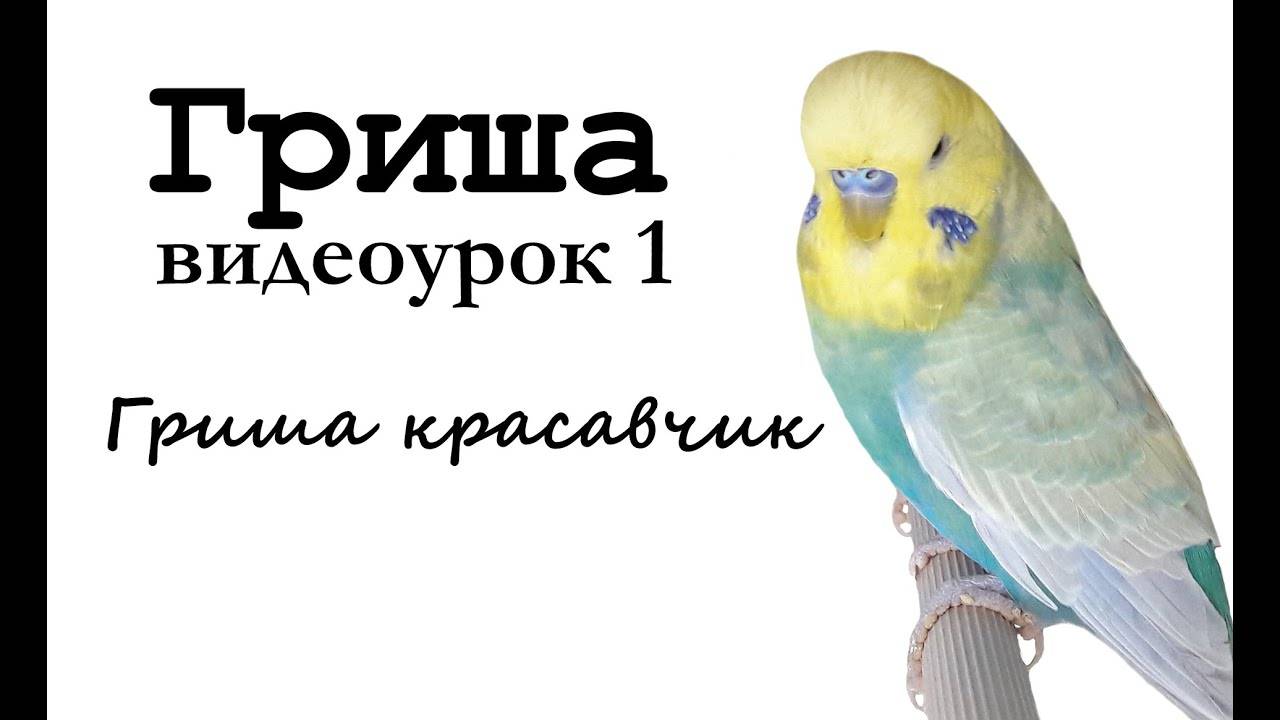 Как научить волнистого попугая разговаривать: 7 шагов