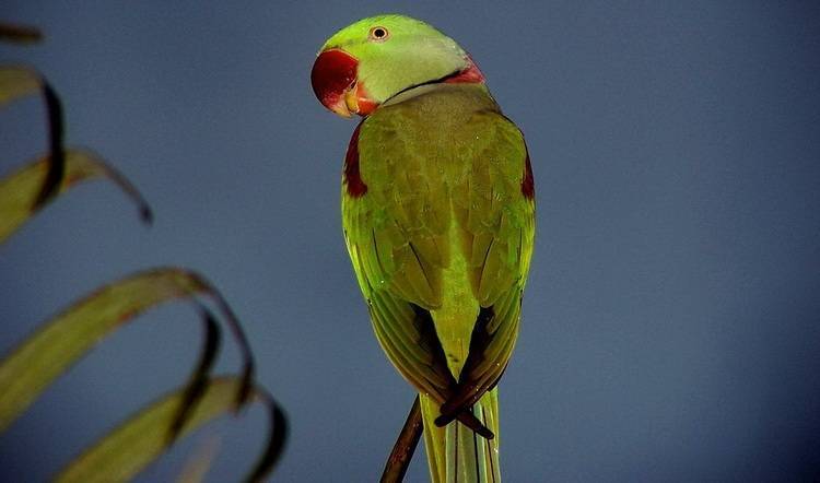 Какаду: описание попугая, где обитает, сколько живет, чем питается