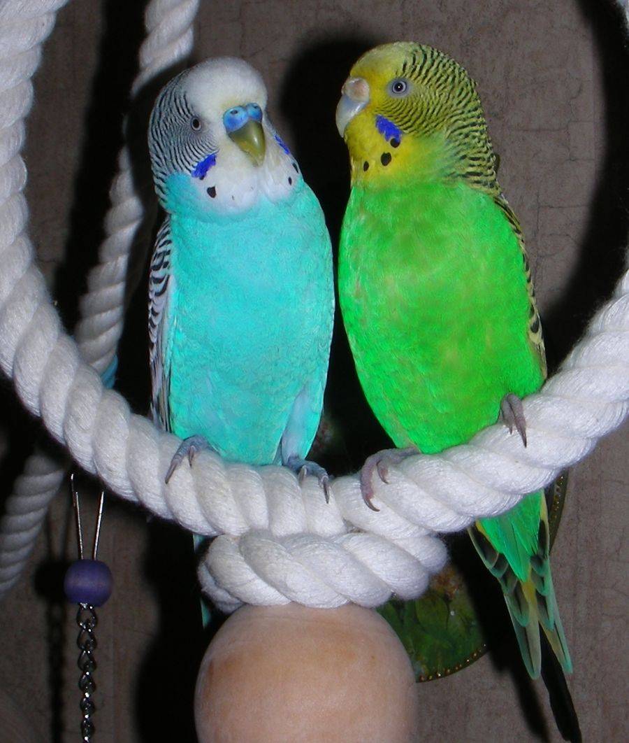 Окрасы волнистых попугаев (фото)