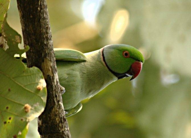 Ожереловый попугай: описание, виды, уход и содержание