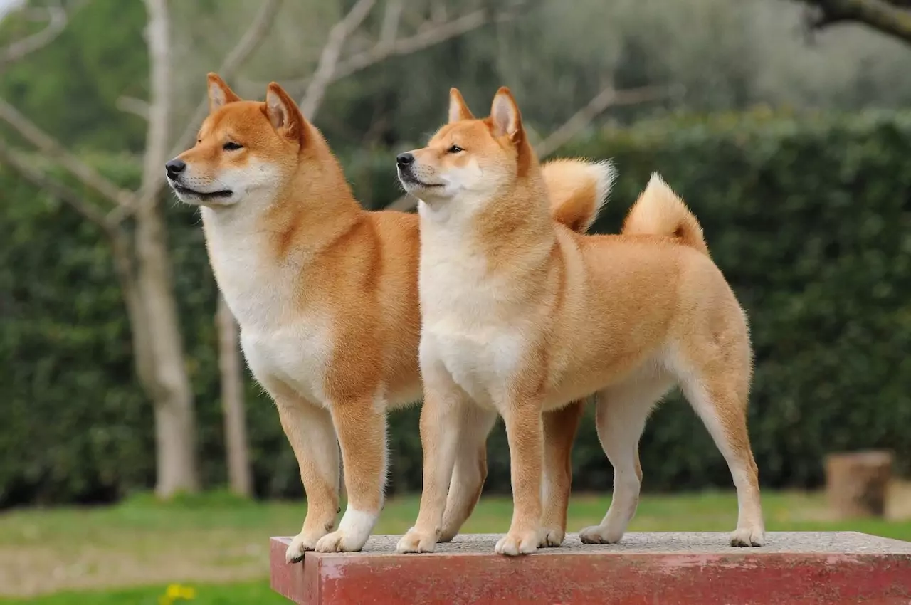 Сиба-ину (шиба-ину): все о собаке, характеристика и описание породы, фото и видео | dogkind.ru