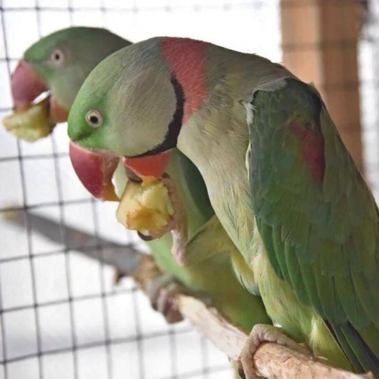 Александрийский попугай: описание, содержание, размножение :: syl.ru