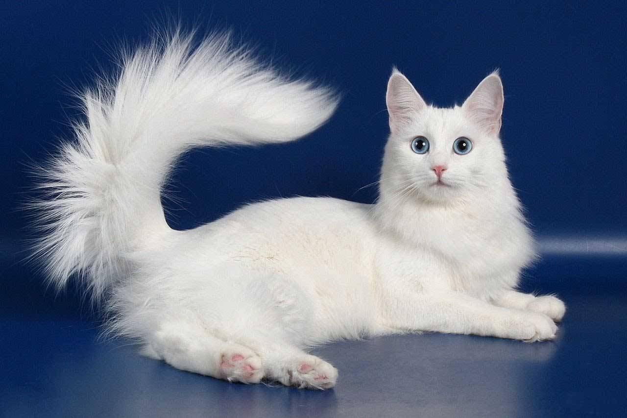 Турецкая ангора: белоснежная кошка, ставшая национальным достоянием Турции
