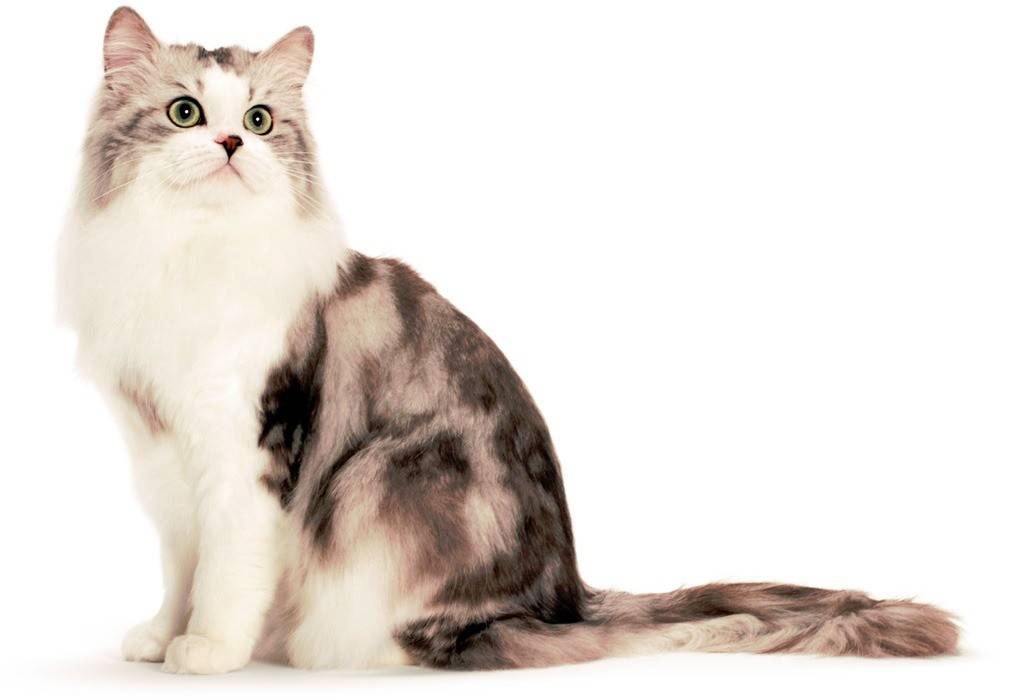Рагамаффин — описание уникальной породы кошек от а до я. фото, окрас, характер, содержание, стандарты, цена