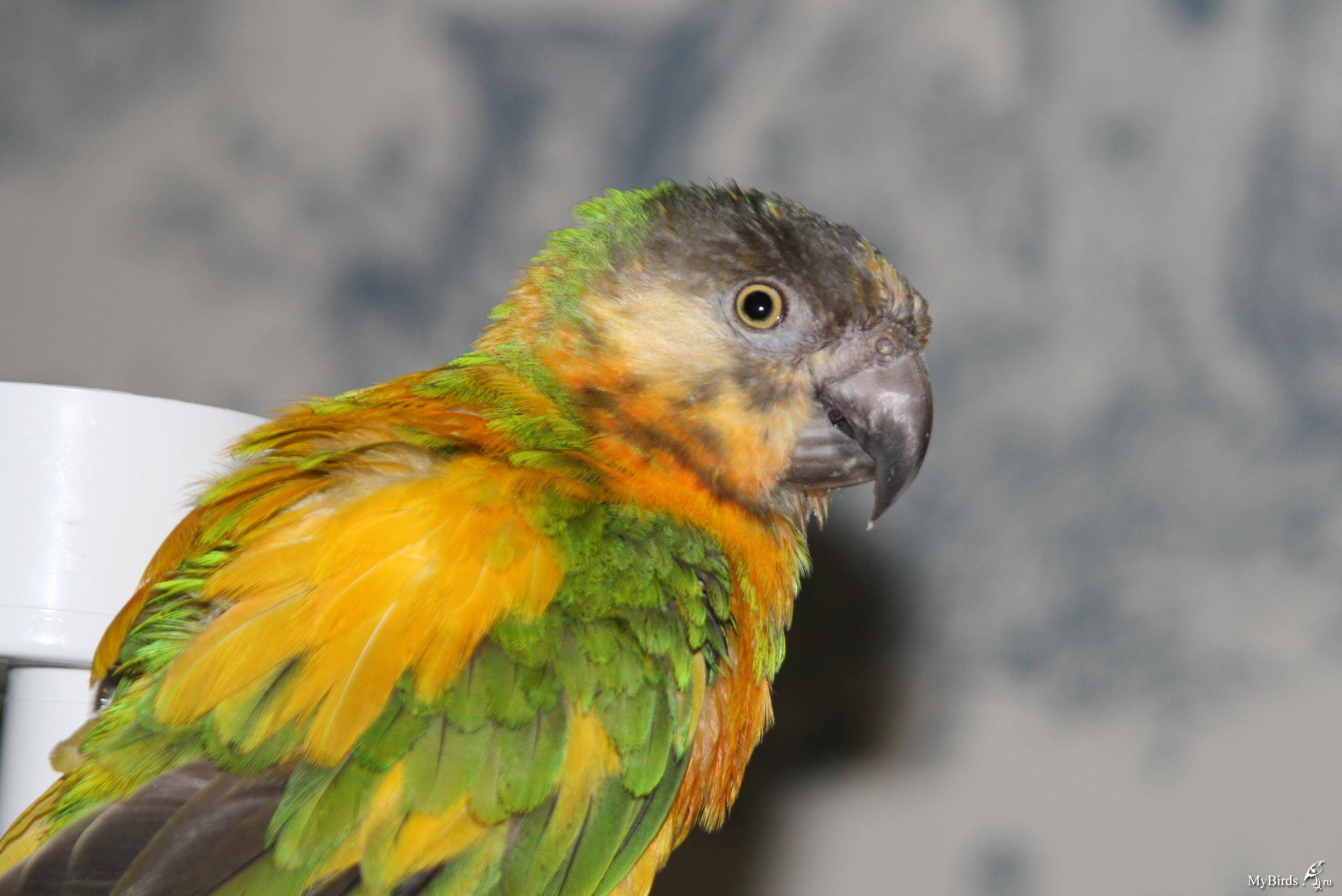 Длиннокрылый конголезский попугай