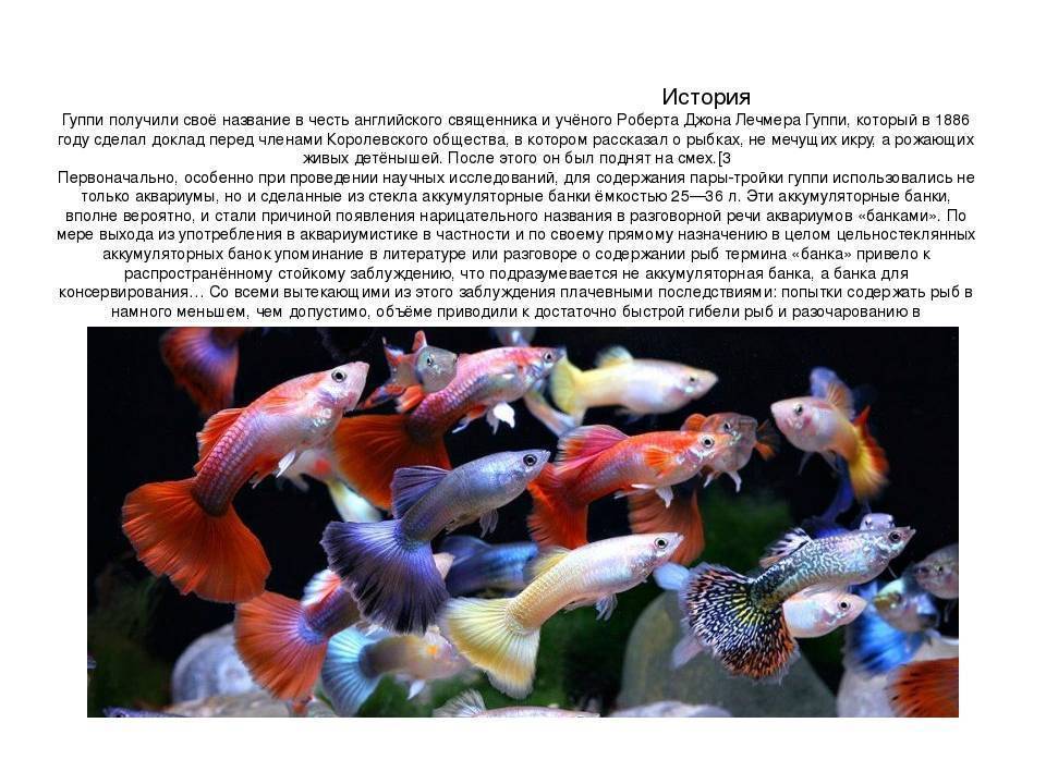 Живородящие рыбки для новичков: гуппи и пецилии | описания и фото животных
