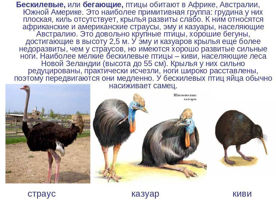✅ какую максимальную скорость может развить страус. скорость страуса: максимальный бег до 70 км/ч - живой-сад.рф