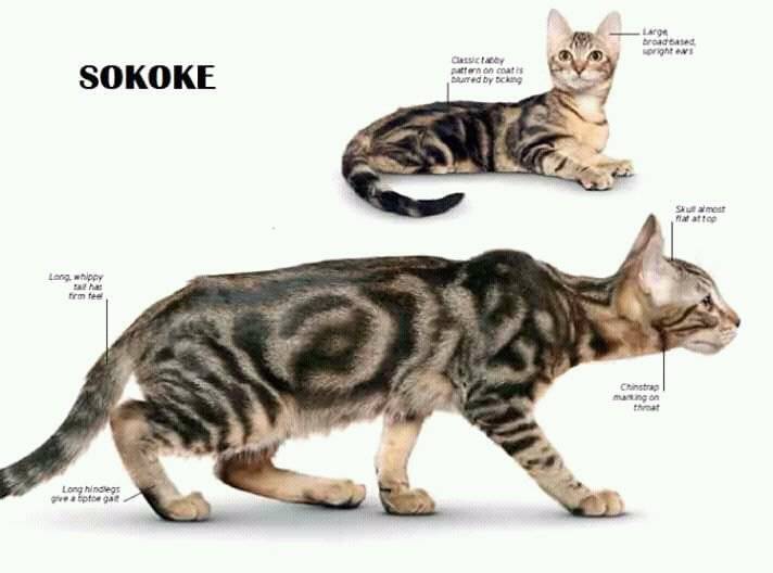 Сококе кошка фото и описание породы из кении