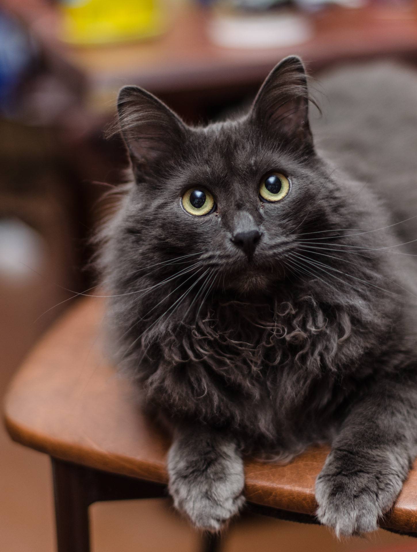 Порода кошек нибелунг: фото и описание
