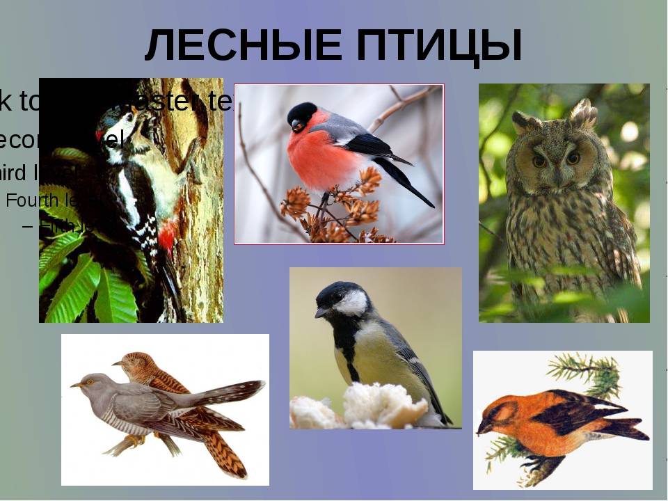 Птицы россии – список птиц, виды, название и фото и видео