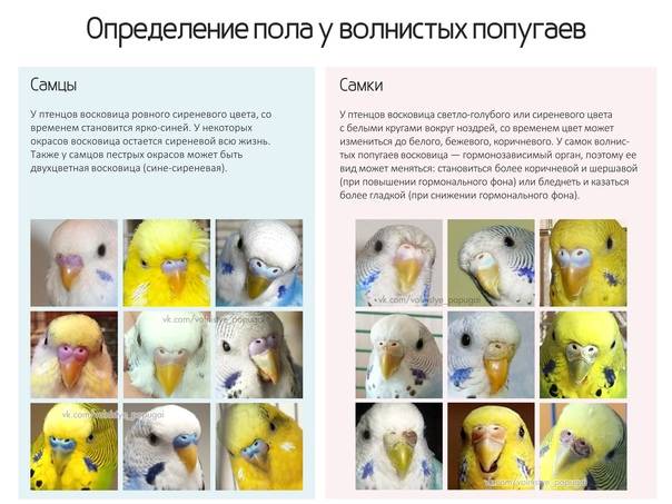 Как точно определить пол волнистых попугаев
