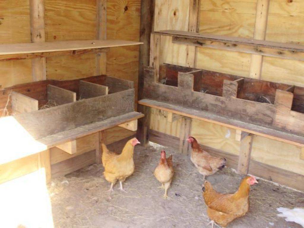 Гнездо для кур несушек: как сделать правильно своими руками, размер и другие правила строительства selo.guru — интернет портал о сельском хозяйстве