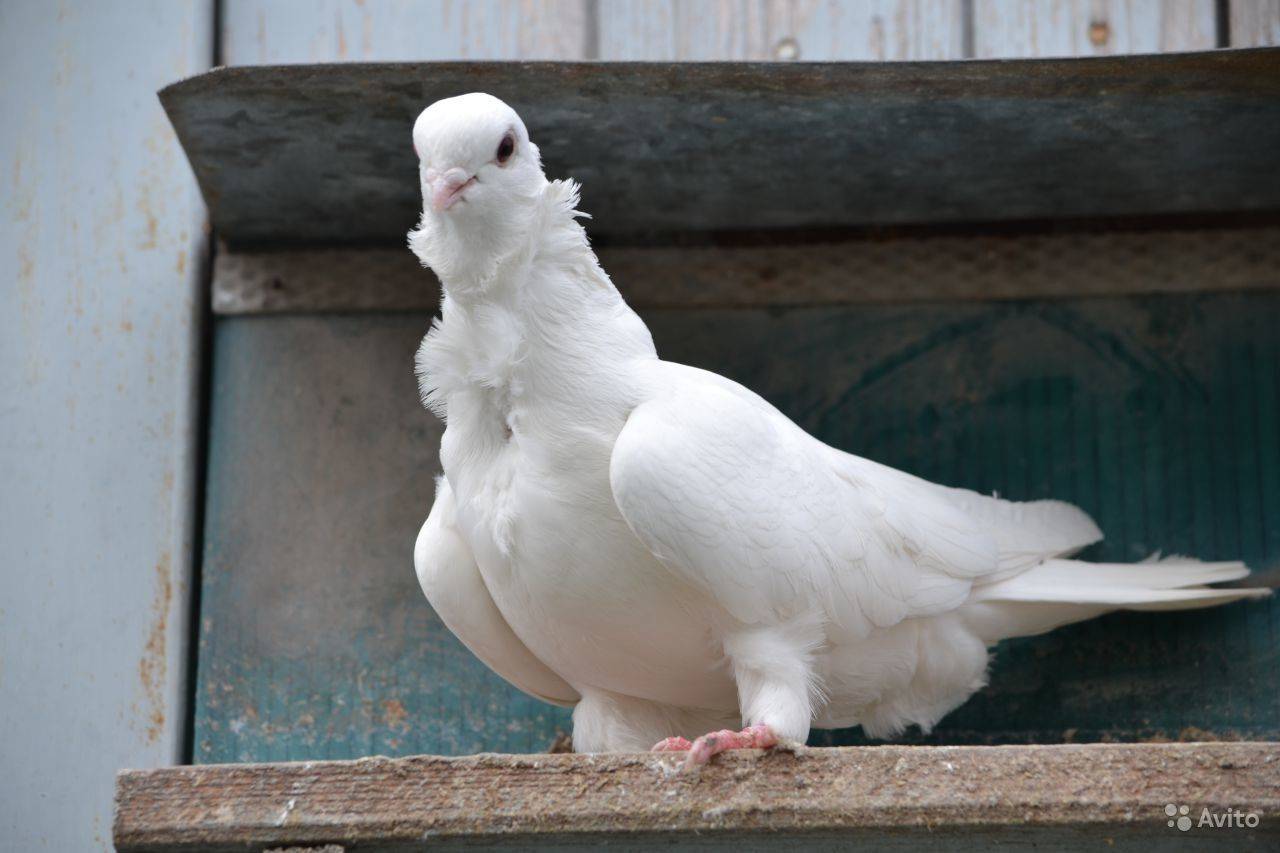 Самые распространенные и узнаваемые породы голубей