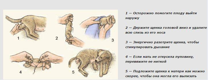 Беременность у собак: симптомы, диагностика и лечение патологий.