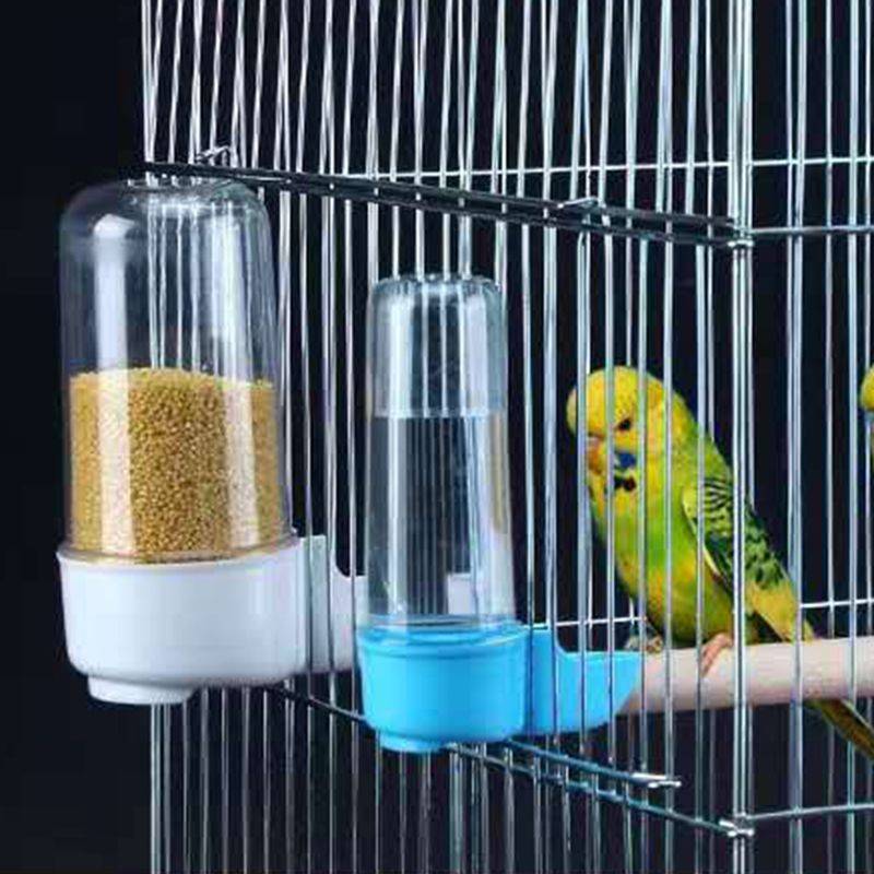 Поилка для попугая - основные разновидности и особенности