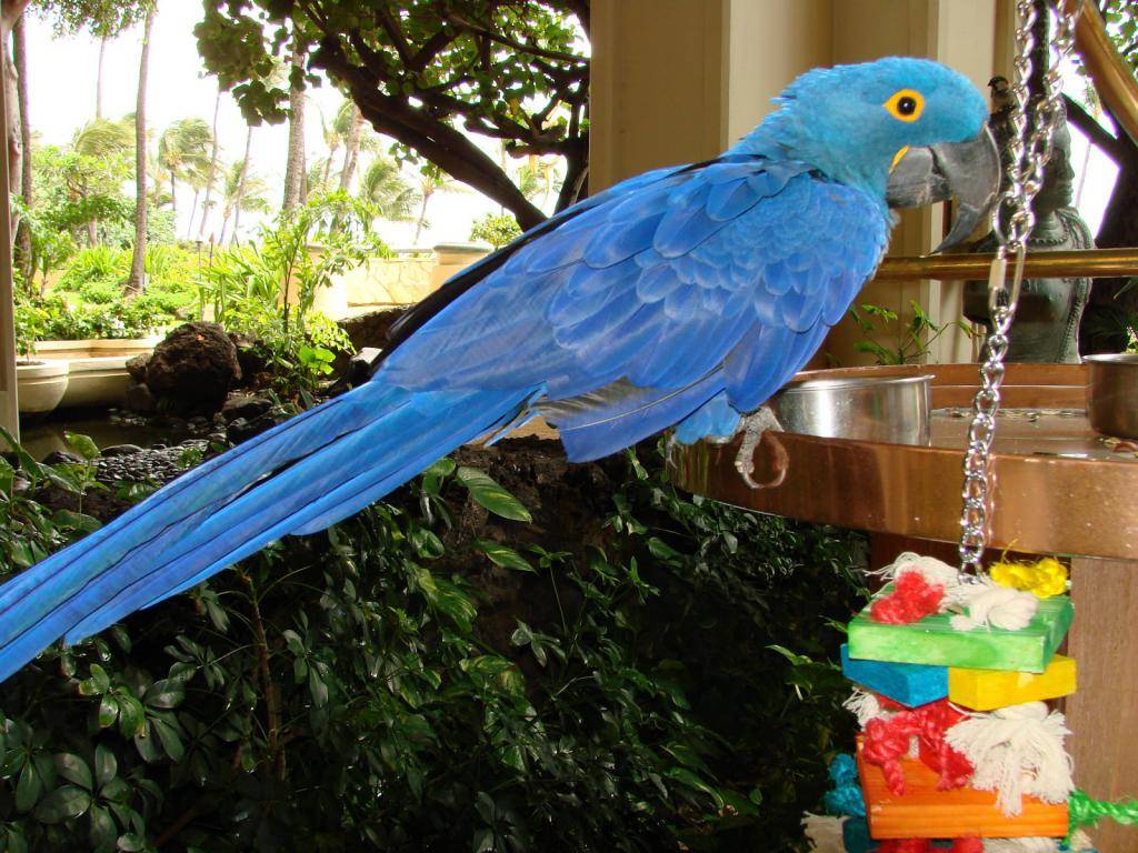 Сине-жёлтый ара (ara ararauna): описание, фото, содержание дома