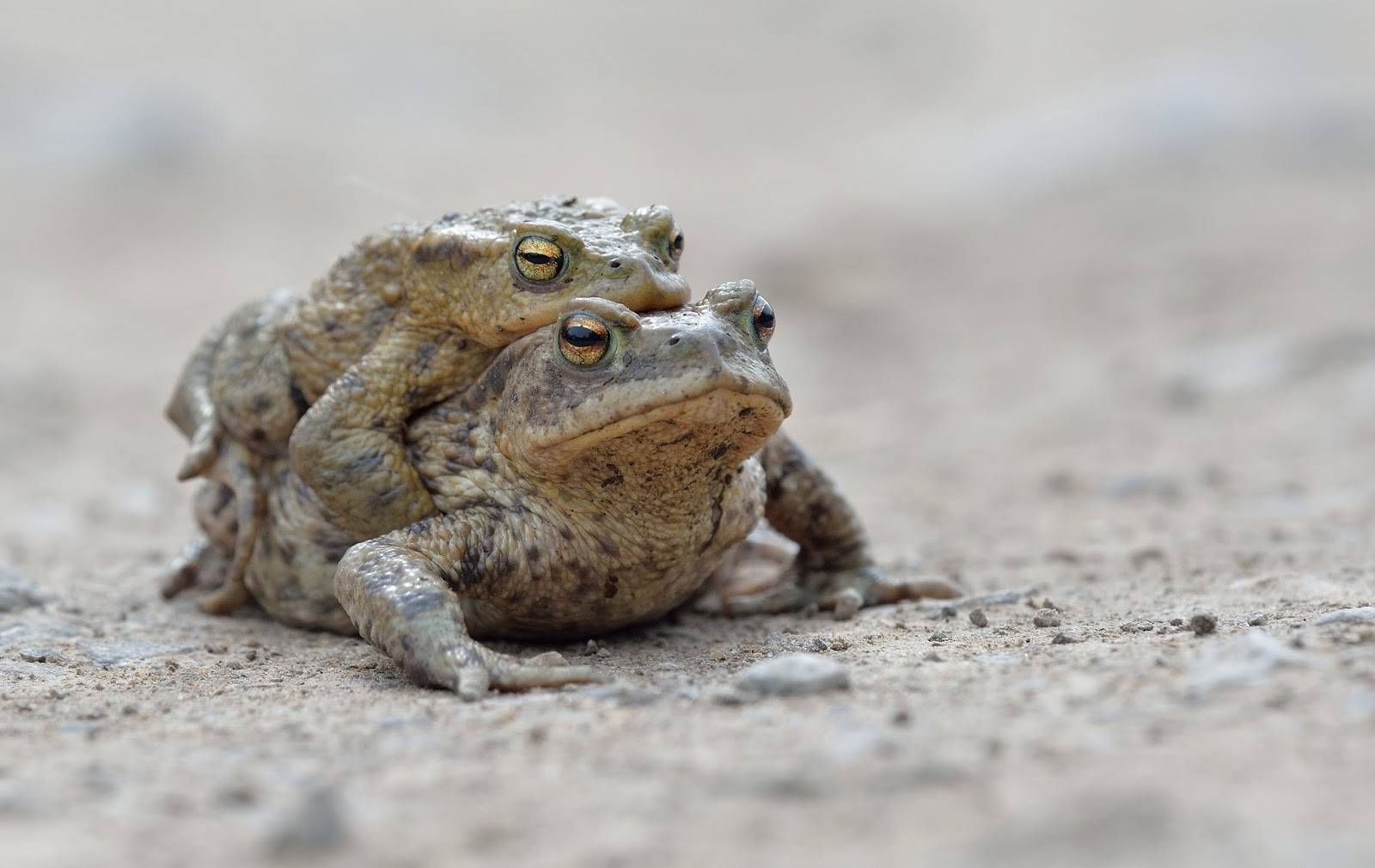 Жаба земляная. образ жизни и среда обитания земляной жабы | животный мир