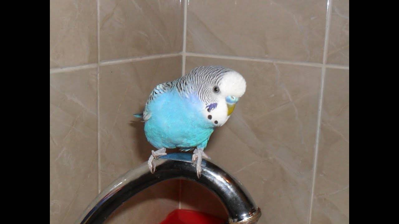 Купальня для попугая: как приучить купаться в купалке