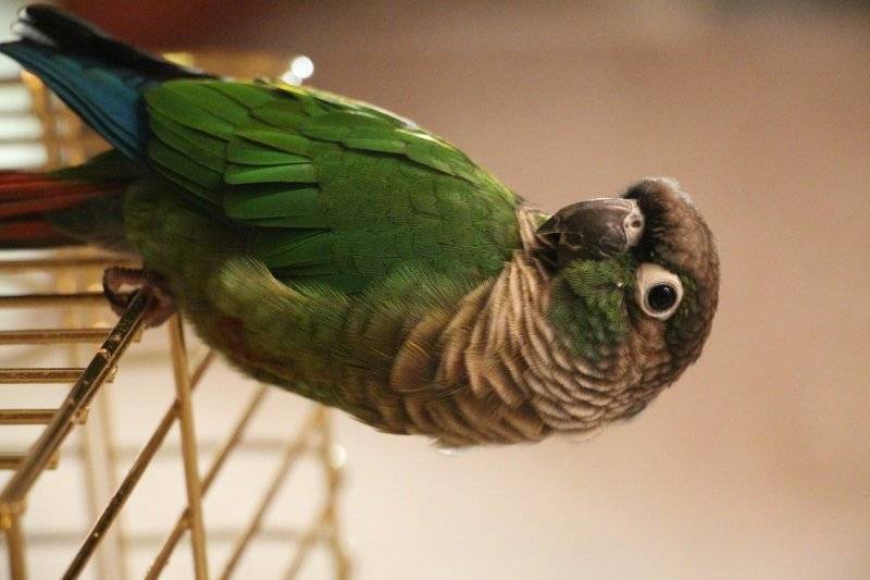Классификация попугаев: виды, фото и названия