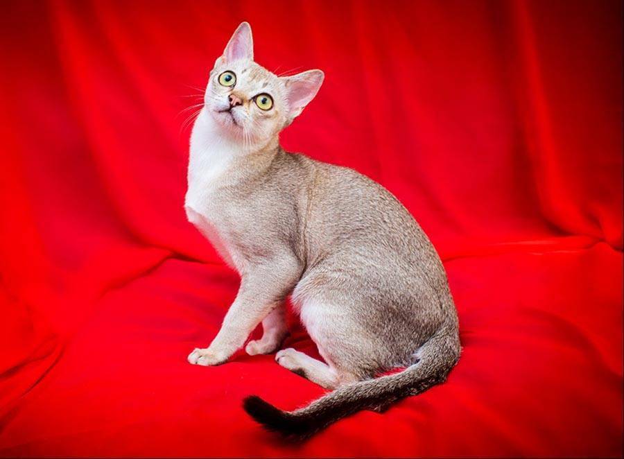Сингапурская кошка: описание породы, характеристики, фото, правила ухода и содержания – petstory