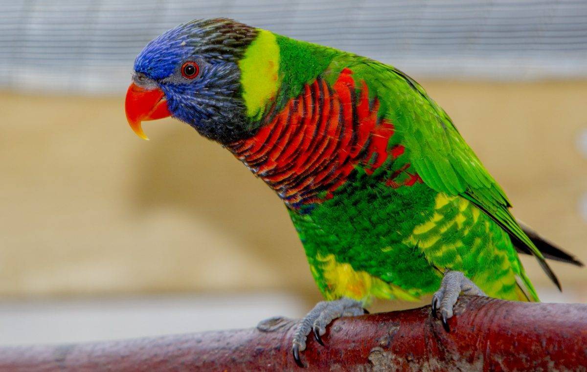 Кеа — потрясающе умные попугаи, которые любят снег и обыскивают рюкзаки туристов