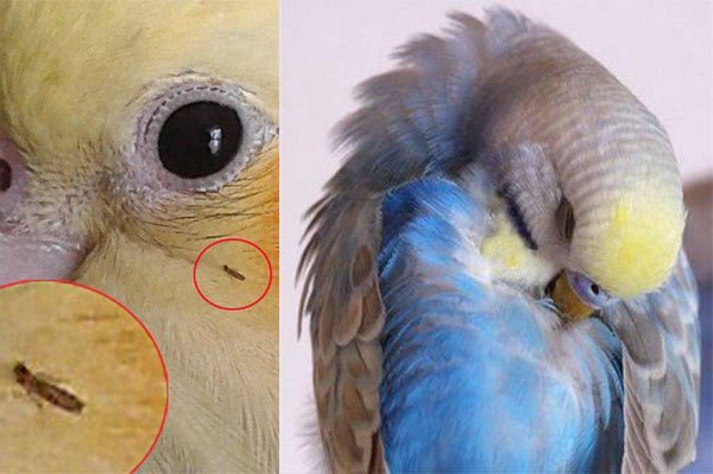Как распознать первые признаки недомогания попугая