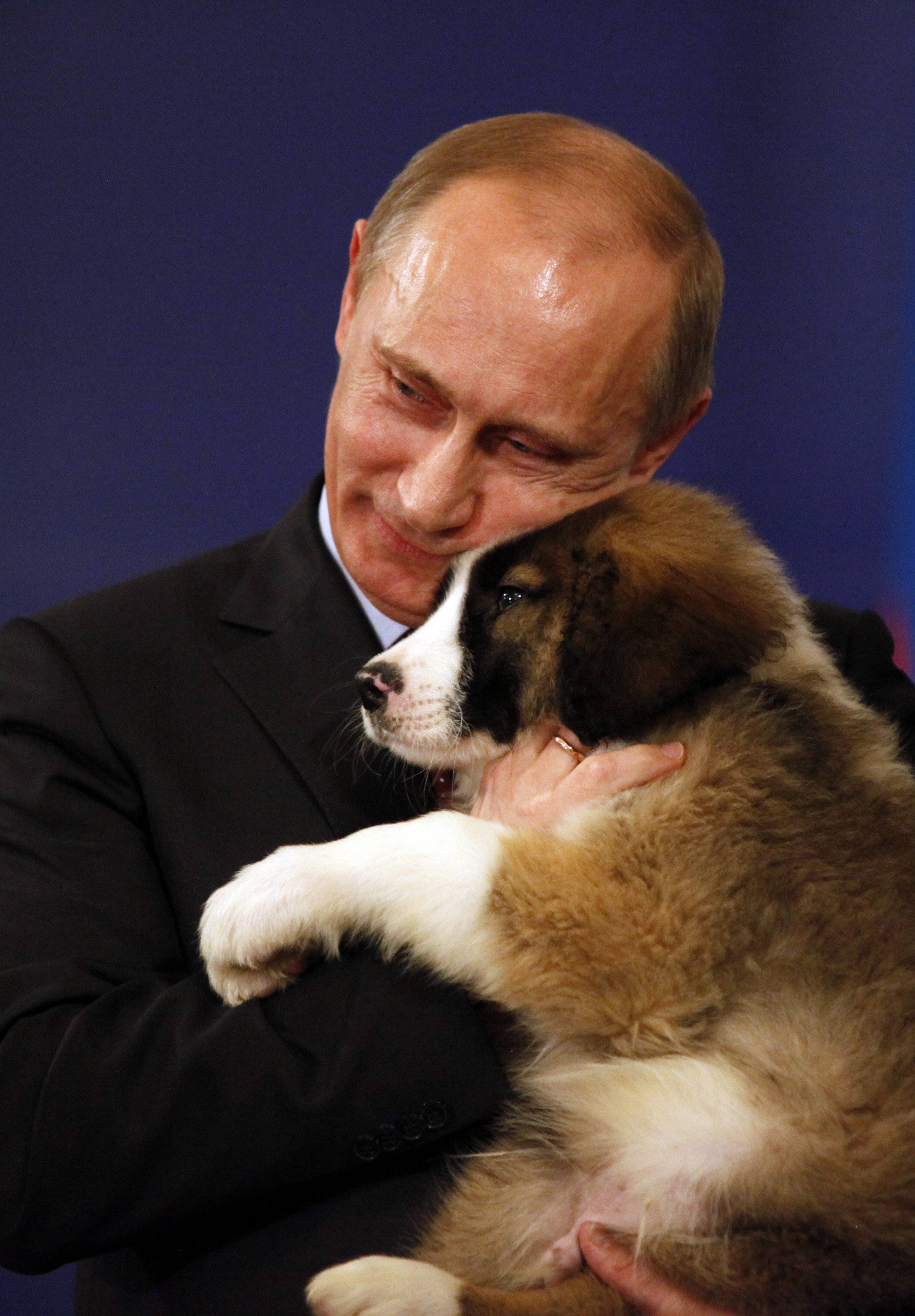 Порода собаки путина. пес, покоривший прессу :: syl.ru