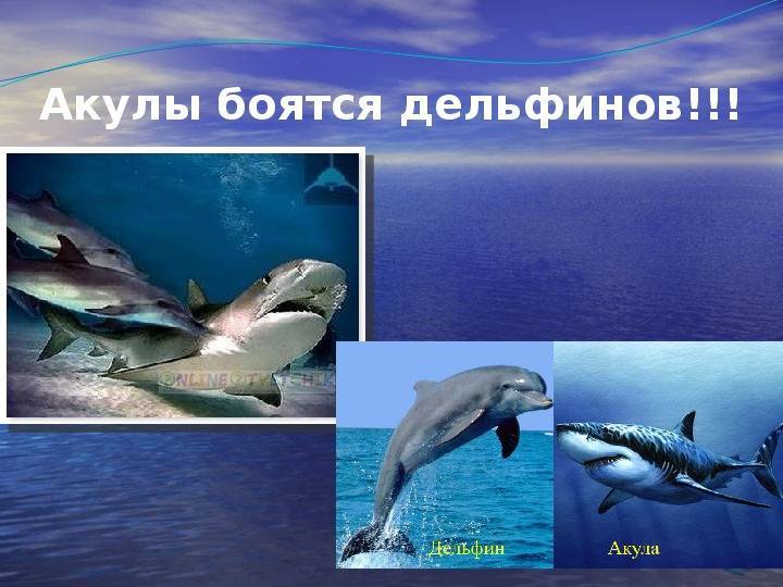 ???? почему акулы бояться дельфинов: кто страшнее хищник или млекопитающее