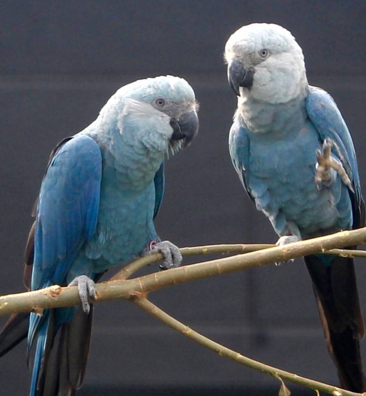 Виды попугаев ара