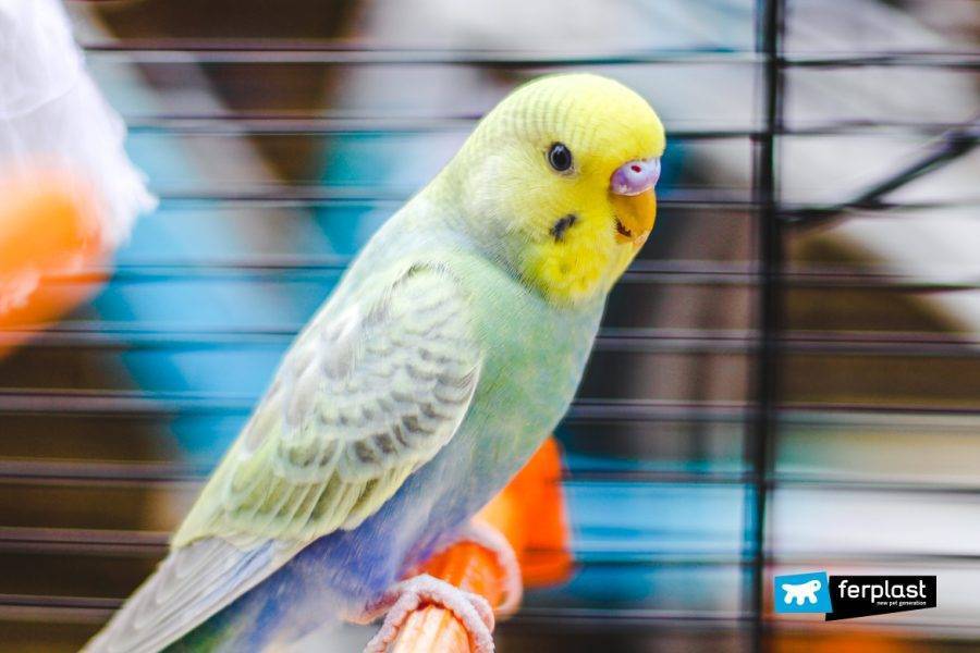 Домашние попугаи: какие бывают разновидности, сколько живут, как выбрать?