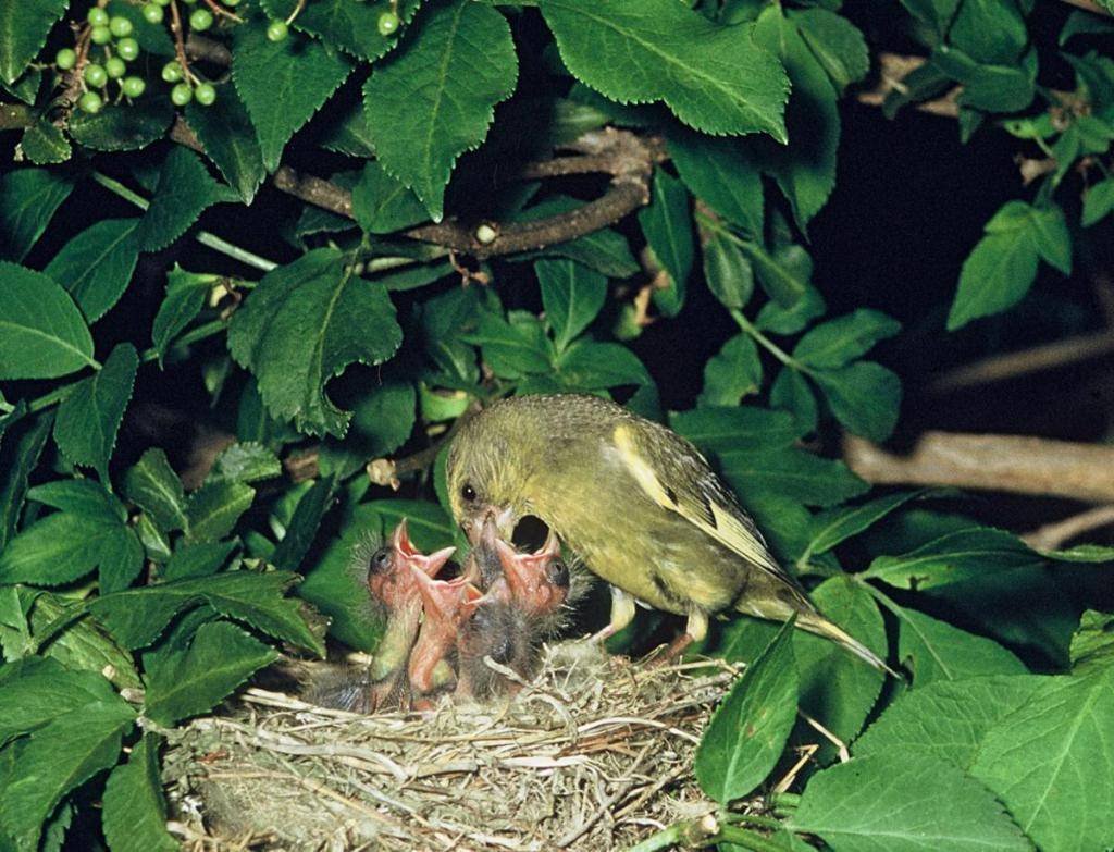 Пеночка птица. образ жизни и среда обитания пеночки