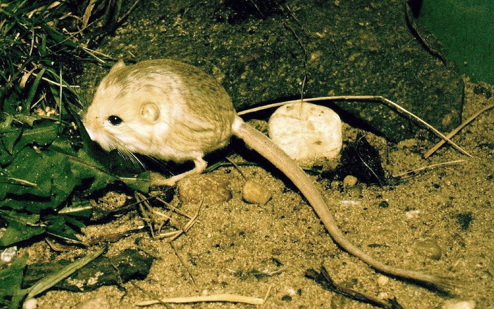 Сатиновая мышь: фото сиамского окраса, размеры декоративных питомцев, содержание и уход, сколько живут