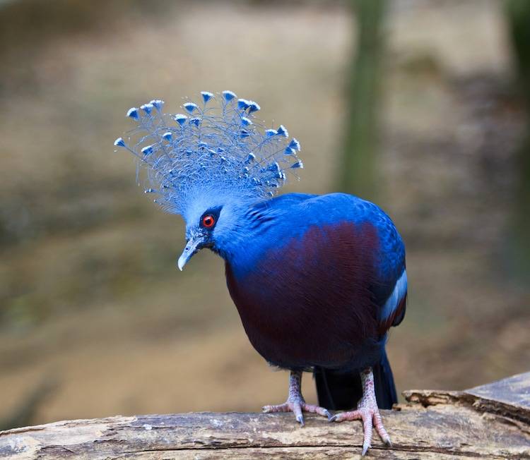 Веероносный венценосный голубь. обсуждение на liveinternet
