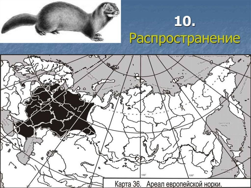 Сумчатая куница (dasyurus maculatus): виды, фото, интересные факты