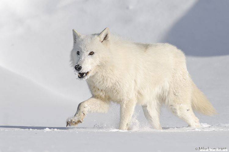 Волк – описание, виды, фото, чем питается, где обитает