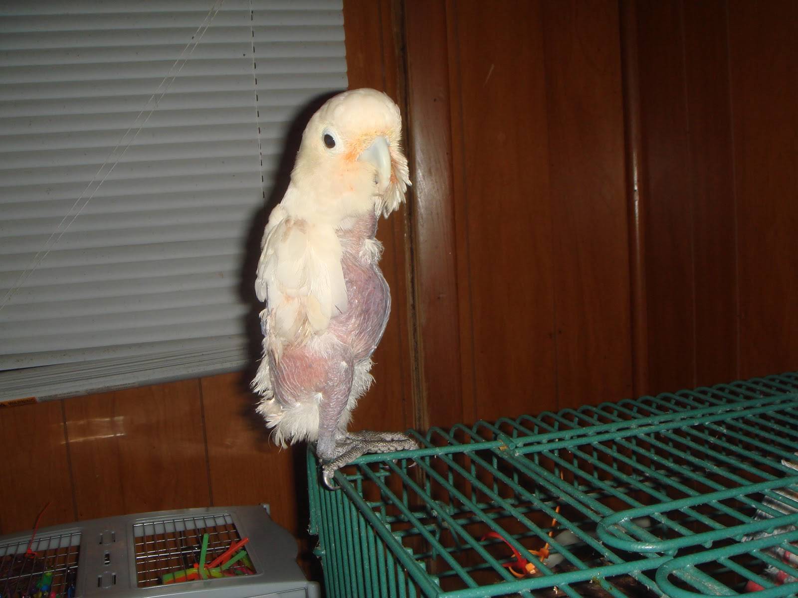 Профилактика болезней попугаев-как избежать лечения попугая
