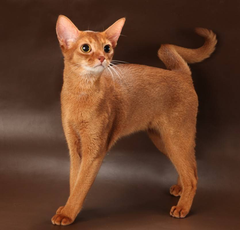 Абиссинская кошка: происхождение породы, стандарты внешнего вида, особенности характера, правила ухода и кормления, выбор котенка, фото