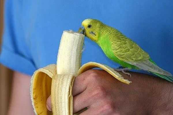 Можно ли есть попугаю бананы