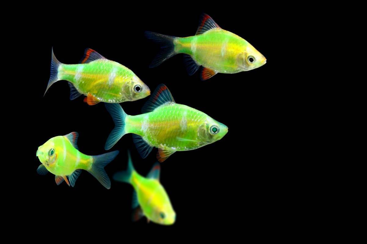 Флуоресцентные рыбки GloFish.