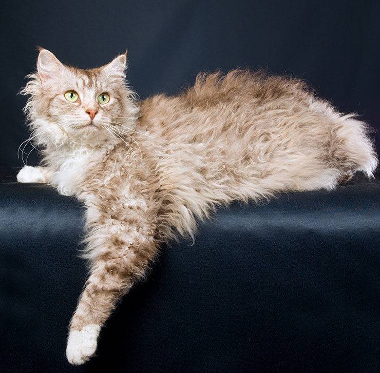 Кошка лаперм: описание породы, фото, отзывы