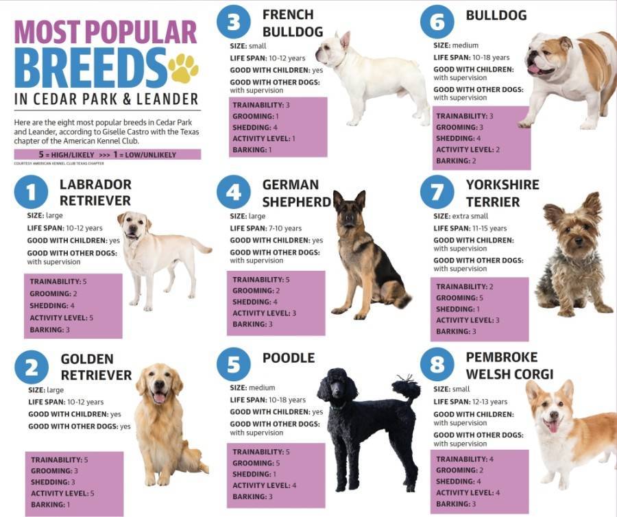 Большие породы собак: популярные породы, полный список.