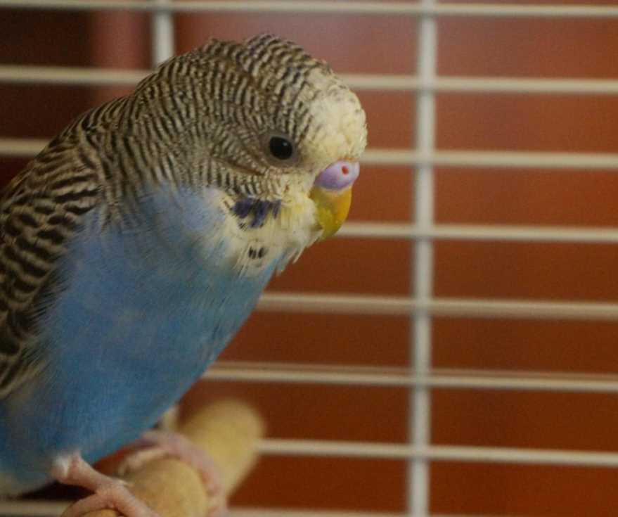 Почему попугай дрожит: как помочь пернатому питомцу