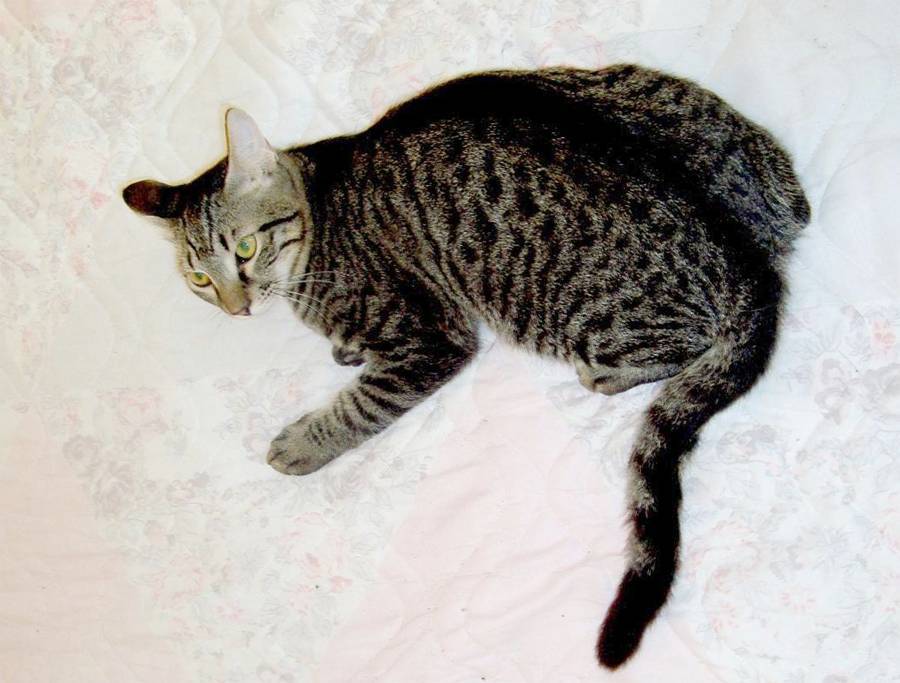 Калифорнийская сияющая кошка: история породы, уход, фото, цена